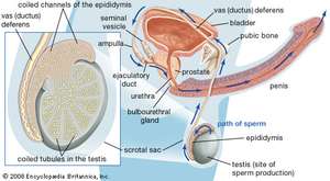 Opaline reccomend Blood in human sperm