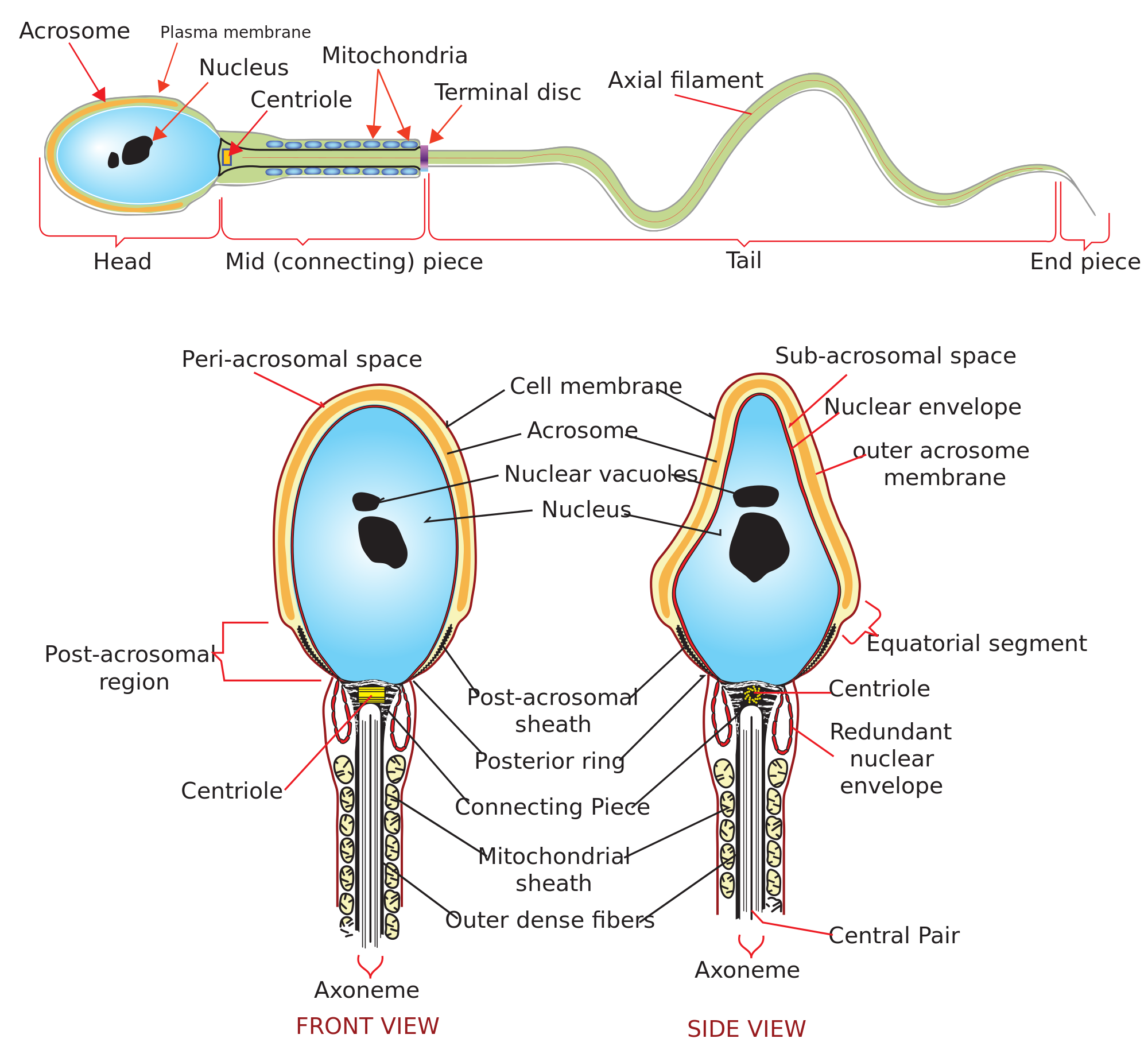 Blood in human sperm